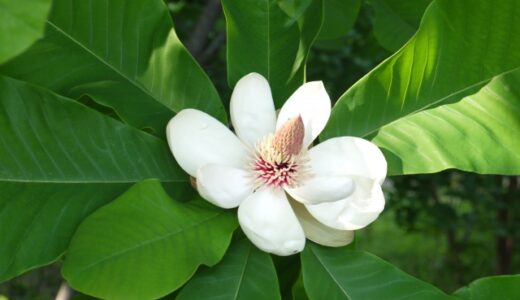 マグノリグナンとは？カネボウ独自開発の美白有効成分を徹底解説