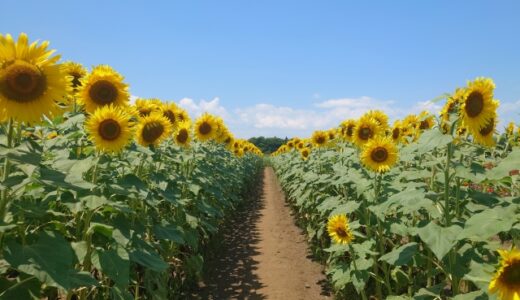リノール酸Sとは？厚生労働省認可の美白有効成分を徹底解説